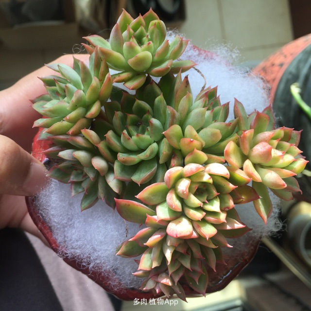 太阳成集团tyc7111cc