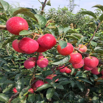 太阳成集团tyc7111cc